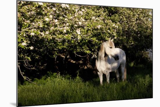 Arabian Horse by Apple Tree in Early Evening Light, Fort Bragg, California-Lynn M^ Stone-Mounted Photographic Print