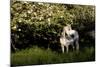 Arabian Horse by Apple Tree in Early Evening Light, Fort Bragg, California-Lynn M^ Stone-Mounted Photographic Print