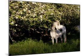 Arabian Horse by Apple Tree in Early Evening Light, Fort Bragg, California-Lynn M^ Stone-Mounted Photographic Print