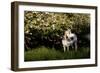 Arabian Horse by Apple Tree in Early Evening Light, Fort Bragg, California-Lynn M^ Stone-Framed Photographic Print