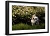 Arabian Horse by Apple Tree in Early Evening Light, Fort Bragg, California-Lynn M^ Stone-Framed Photographic Print