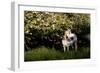 Arabian Horse by Apple Tree in Early Evening Light, Fort Bragg, California-Lynn M^ Stone-Framed Photographic Print