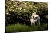 Arabian Horse by Apple Tree in Early Evening Light, Fort Bragg, California-Lynn M^ Stone-Stretched Canvas