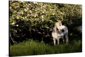 Arabian Horse by Apple Tree in Early Evening Light, Fort Bragg, California-Lynn M^ Stone-Stretched Canvas