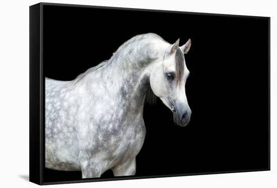 Arabian Horse Head Isolated on Black Background.-Alexia Khruscheva-Framed Stretched Canvas