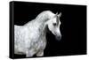 Arabian Horse Head Isolated on Black Background.-Alexia Khruscheva-Framed Stretched Canvas