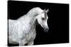 Arabian Horse Head Isolated on Black Background.-Alexia Khruscheva-Stretched Canvas