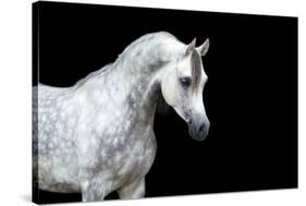 Arabian Horse Head Isolated on Black Background.-Alexia Khruscheva-Stretched Canvas