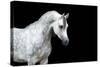 Arabian Horse Head Isolated on Black Background.-Alexia Khruscheva-Stretched Canvas