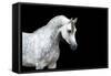 Arabian Horse Head Isolated on Black Background.-Alexia Khruscheva-Framed Stretched Canvas
