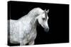 Arabian Horse Head Isolated on Black Background.-Alexia Khruscheva-Stretched Canvas