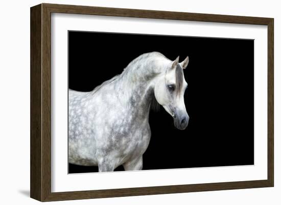 Arabian Horse Head Isolated on Black Background.-Alexia Khruscheva-Framed Photographic Print