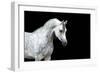 Arabian Horse Head Isolated on Black Background.-Alexia Khruscheva-Framed Photographic Print