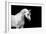 Arabian Horse Head Isolated on Black Background.-Alexia Khruscheva-Framed Photographic Print