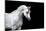 Arabian Horse Head Isolated on Black Background.-Alexia Khruscheva-Mounted Photographic Print