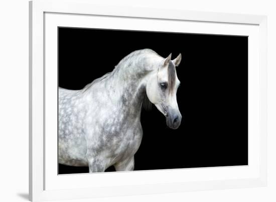 Arabian Horse Head Isolated on Black Background.-Alexia Khruscheva-Framed Photographic Print