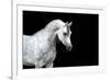 Arabian Horse Head Isolated on Black Background.-Alexia Khruscheva-Framed Photographic Print