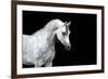 Arabian Horse Head Isolated on Black Background.-Alexia Khruscheva-Framed Photographic Print