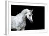 Arabian Horse Head Isolated on Black Background.-Alexia Khruscheva-Framed Photographic Print