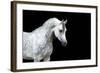 Arabian Horse Head Isolated on Black Background.-Alexia Khruscheva-Framed Photographic Print