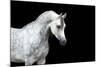 Arabian Horse Head Isolated on Black Background.-Alexia Khruscheva-Mounted Photographic Print