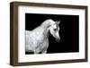 Arabian Horse Head Isolated on Black Background.-Alexia Khruscheva-Framed Photographic Print