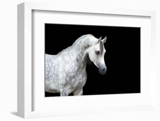 Arabian Horse Head Isolated on Black Background.-Alexia Khruscheva-Framed Photographic Print