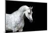 Arabian Horse Head Isolated on Black Background.-Alexia Khruscheva-Mounted Photographic Print