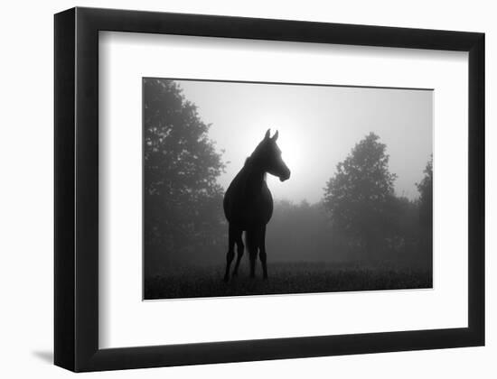 Arabian Horse in Grey Tones-null-Framed Art Print