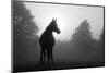 Arabian Horse in Grey Tones-null-Mounted Art Print