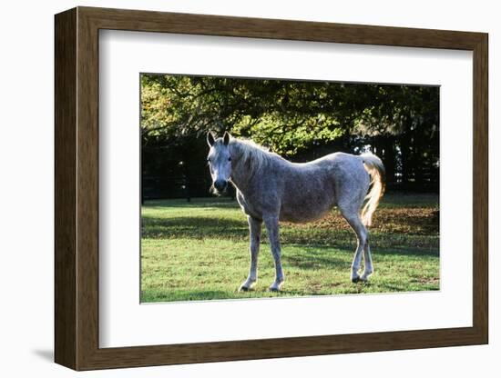 Arabian Horse-null-Framed Photographic Print