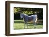 Arabian Horse-null-Framed Photographic Print