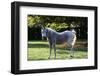 Arabian Horse-null-Framed Photographic Print