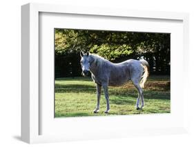 Arabian Horse-null-Framed Photographic Print