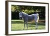 Arabian Horse-null-Framed Photographic Print