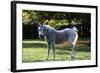 Arabian Horse-null-Framed Photographic Print