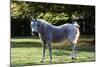 Arabian Horse-null-Mounted Photographic Print