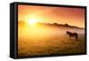 Arabian Horses Grazing on Pasture at Sundown in Orange Sunny Beams. Dramatic Foggy Scene. Carpathia-Leonid Tit-Framed Stretched Canvas