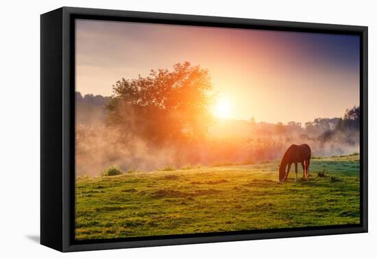 Arabian Horses Grazing on Pasture at Sundown in Orange Sunny Beams. Dramatic Foggy Scene. Carpathia-Leonid Tit-Framed Stretched Canvas