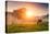 Arabian Horses Grazing on Pasture at Sundown in Orange Sunny Beams. Dramatic Foggy Scene. Carpathia-Leonid Tit-Stretched Canvas