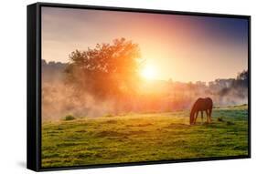 Arabian Horses Grazing on Pasture at Sundown in Orange Sunny Beams. Dramatic Foggy Scene. Carpathia-Leonid Tit-Framed Stretched Canvas