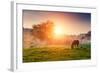 Arabian Horses Grazing on Pasture at Sundown in Orange Sunny Beams. Dramatic Foggy Scene. Carpathia-Leonid Tit-Framed Photographic Print