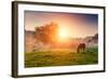 Arabian Horses Grazing on Pasture at Sundown in Orange Sunny Beams. Dramatic Foggy Scene. Carpathia-Leonid Tit-Framed Photographic Print