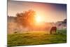 Arabian Horses Grazing on Pasture at Sundown in Orange Sunny Beams. Dramatic Foggy Scene. Carpathia-Leonid Tit-Mounted Photographic Print