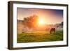 Arabian Horses Grazing on Pasture at Sundown in Orange Sunny Beams. Dramatic Foggy Scene. Carpathia-Leonid Tit-Framed Photographic Print