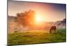 Arabian Horses Grazing on Pasture at Sundown in Orange Sunny Beams. Dramatic Foggy Scene. Carpathia-Leonid Tit-Mounted Photographic Print