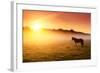 Arabian Horses Grazing on Pasture at Sundown in Orange Sunny Beams. Dramatic Foggy Scene. Carpathia-Leonid Tit-Framed Photographic Print