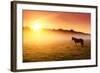 Arabian Horses Grazing on Pasture at Sundown in Orange Sunny Beams. Dramatic Foggy Scene. Carpathia-Leonid Tit-Framed Photographic Print