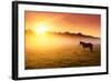 Arabian Horses Grazing on Pasture at Sundown in Orange Sunny Beams. Dramatic Foggy Scene. Carpathia-Leonid Tit-Framed Photographic Print