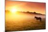 Arabian Horses Grazing on Pasture at Sundown in Orange Sunny Beams. Dramatic Foggy Scene. Carpathia-Leonid Tit-Mounted Photographic Print